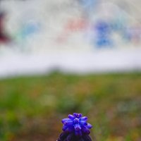 Гадючий лук :: Giant Tao /