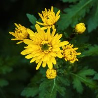 Жёлтые хризантемы :: Валентин Семчишин