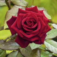 Бархатная  роза :: Валентин Семчишин