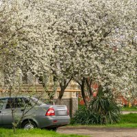 Вишня :: Игорь Сикорский