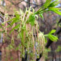 Мелодия весны :: Елена Семигина