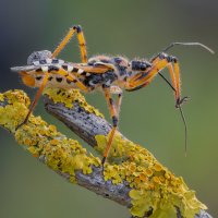 Клоп(Rhynocoris punctiventris) :: Александр Григорьев