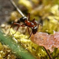 ---------- :: igor G. ---------- :: igor G.