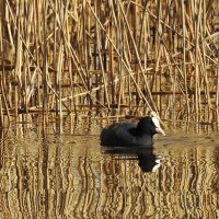 весна.лысуха :: ИННА ПОРОХОВА