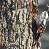 весна.дятел :: ИННА ПОРОХОВА