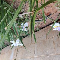 У нашего подъезда :: Светлана Хращевская