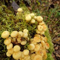 Грибочки на пенёчке. :: nadyasilyuk Вознюк