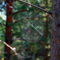 Сплёл однажды паутинку паучёк и повесил на сучок. :: nadyasilyuk Вознюк
