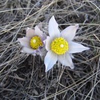 прекрасная сон-трава :: Елена Шаламова прекрасная сон-трава :: Елена Шаламова