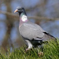 Пробуждение "ВЕСНЫ" Прекрасная природа. :: "The Natural World" Александер