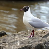 Пробуждение "ВЕСНЫ" Прекрасная природа. :: "The Natural World" Александер