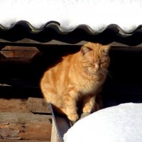 Рыжик греется на солнышке :: Антонина Гугаева