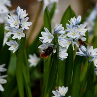 Пушкиния :: Татьяна Евдокимова Пушкиния :: Татьяна Евдокимова