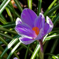 Апрельский красавец :: Светлана 