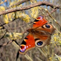 природа начала апреля 9 :: Александр Прокудин