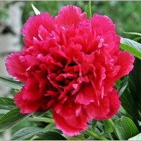 Про июнь :: Aquarius - Сергей Про июнь :: Aquarius - Сергей