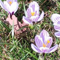 Крокусы :: Сапсан 
