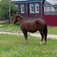 Деревенская лошадка :: Валерий Судачок Деревенская лошадка :: Валерий Судачок