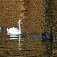 Лебеди городского сада. :: Милешкин Владимир Алексеевич 