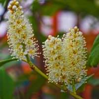 Лавровишня :: Giant Tao /