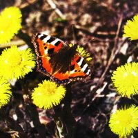 Весенние радости :: Людмила Смородинская