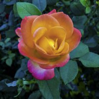 Роза  Флорибунда :: Валентин Семчишин