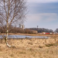 Березка :: Игорь Сикорский