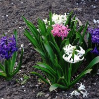 Гиацинт :: Рита Симонова