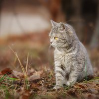 Котёнок :: Alex Bush