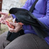 Кормление с рук, Альпы :: ZNatasha - Кормление с рук, Альпы :: ZNatasha -