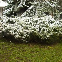 апрельский снег :: Владимир Зырянов