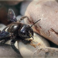 Пыльный Мух :: AZ east3 Пыльный Мух :: AZ east3