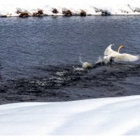 Лебеди :: Николай 