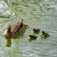 Кряква с утятами :: Милешкин Владимир Алексеевич 