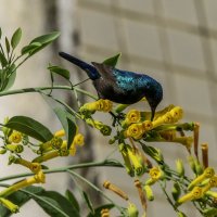 Палестинская нектарница. :: Alexander Amromin Палестинская нектарница. :: Alexander Amromin