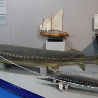 Осётр :: Любовь Сахарова