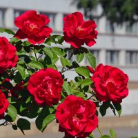 Куст красной розы :: Сергей М 
