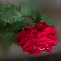 Роза :: Игорь Сикорский Роза :: Игорь Сикорский