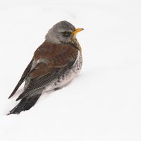 Зима вернулась. Бедные дрозды :: Лина Зима вернулась. Бедные дрозды :: Лина