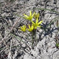 Ах, апрель ! :: Елена Шаламова