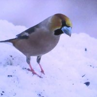 Новый гость. Дубонос. :: Людмила Смородинская