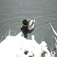 бедные утки :: Владимир Зырянов