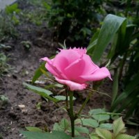 ,,, :: Сергей Тимоновский