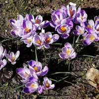 Крокус (шафран) :: Рита Симонова