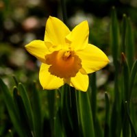 Солнечный :: Юрий. Шмаков