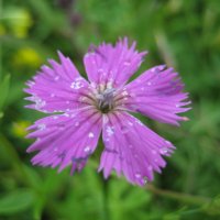 Гвоздика :: Anna Ivanova