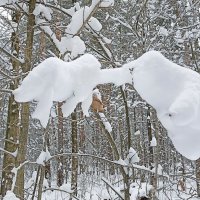 На деревьях :: Татьяна Тюменка