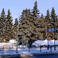 Ели. :: сергей ермошкин