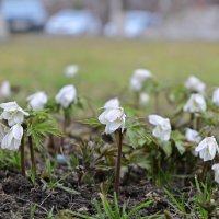 Весеннее настроение :: Владислав Левашов Весеннее настроение :: Владислав Левашов