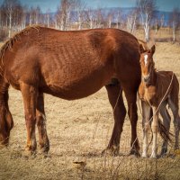 Мать и дитя :: Алексей Мезенцев